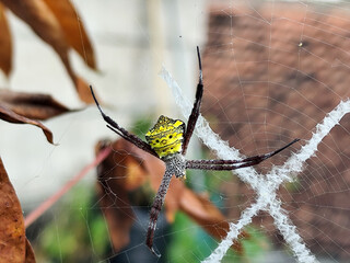A striking yellow and black striped spider lies in the middle of a trap web with an intricate pattern, against a blurred background.