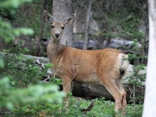 Mule Deer Standing in Forest near Long Lake, Indian Peaks Wilderness, Colorado in Summer