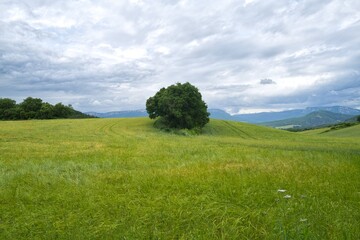 자연 초목 나무 길 산책로