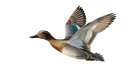 A male garganey duck in mid-flight, captured with sharp detail and natural lighting against white backdrop png. The bird shown in profile as it glides gracefully through the air, wings fully extended.