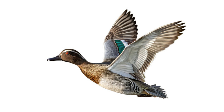 A male garganey duck in mid-flight, captured with sharp detail and natural lighting against white backdrop png. The bird shown in profile as it glides gracefully through the air, wings fully extended.