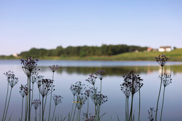 Water plants with small pink flowers in the foreground and blurred countryside lake in the background
