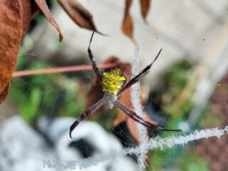 A striking yellow and black striped spider lies in the middle of a trap web with an intricate pattern, against a blurred background.