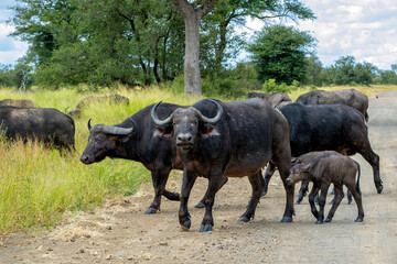 Buffalo herd walking in the green season in Kruger National Park in South Africa