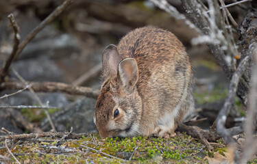 Eastern cottontail rabbit foraging in a winter forest in Ottawa, Canada