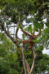 Swinging Orangutan © Mike
