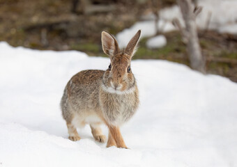 Eastern cottontail rabbit sitting in a winter forest in Ottawa, Canada
