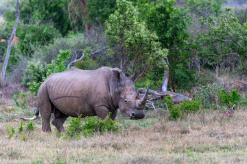 Obraz premium White rhinoceros walking on the plains of a game reserve in the Waterberg Area in South Africa