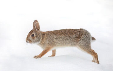 Eastern cottontail rabbit walking in a winter forest in Ottawa, Canada