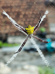 A striking yellow and black striped spider lies in the middle of a trap web with an intricate pattern, against a blurred background.