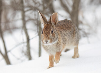 Eastern cottontail rabbit sitting in a winter forest in Ottawa, Canada