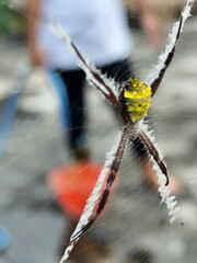 A striking yellow and black striped spider lies in the middle of a trap web with an intricate pattern, against a blurred background.