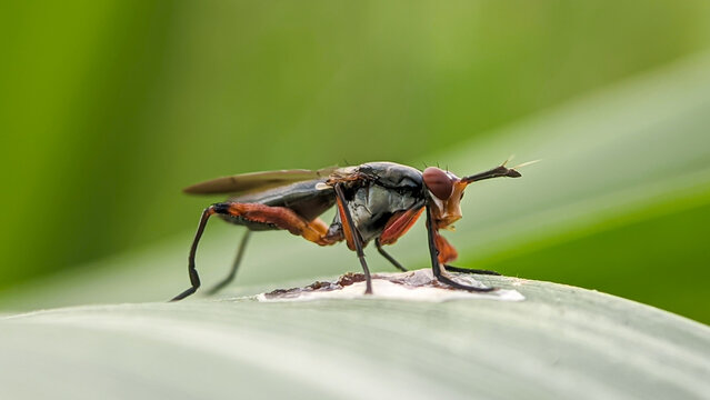 Close-up of the insect Sepedon sphegea of the family Sciomyzidae, also known as the marsh flies or snail-killing flies.
