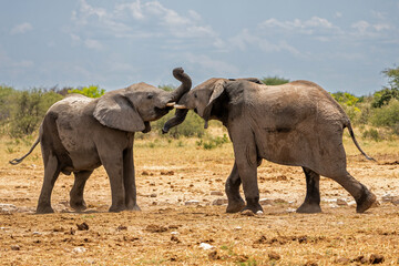 Fototapeta premium Elephant bull hanging around at a waterhole in Etosha National Park in Namibia