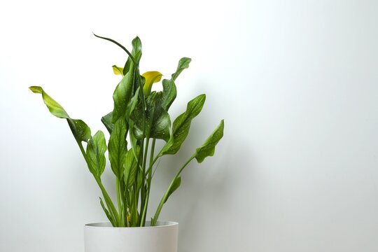 Zantedeschia (Calla Lily) planted in an elegant ceramic pot, closeup.