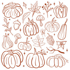 Pumpkin Line Art Illustration. Autumn Harvest, Halloween, Thanksgiving, Mushrooms and Leaves Pattern Design