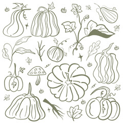 Pumpkin Line Art Illustration. Autumn Harvest, Halloween, Thanksgiving, Mushrooms and Leaves Pattern Design