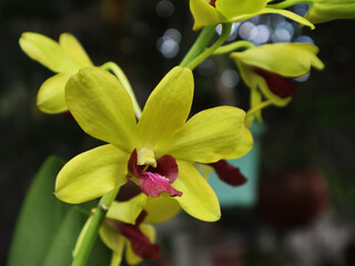 Fototapeta premium Dendrobium VERUS YELLOW CLOVIS which fits the description of yellow with red/purple tongue, Dendrobium is known for its beautiful flowers, variety of colors, and adaptability.