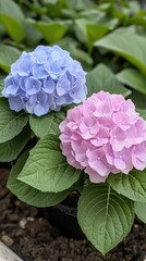 Fototapeta premium Colorful hydrangea blossoms bloom vibrantly in a garden, displaying stunning blue and pink petals among lush green foliage, creating a serene natural backdrop