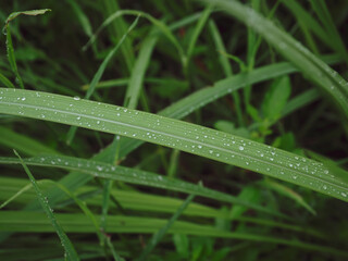 Obraz premium Water drops on grass in the rainy season forest