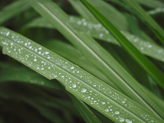 Water drops on grass in the rainy season forest