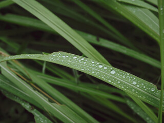 Water drops on grass in the rainy season forest