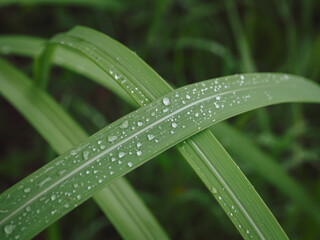 Water drops on grass in the rainy season forest