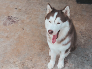 A cute Siberian Husky sits in front of the house.