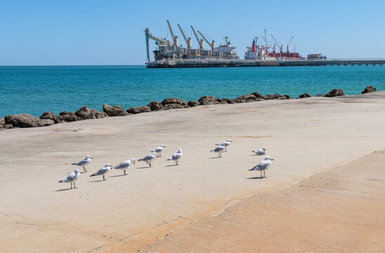 Silver gulls on the Kwinana Jetty with grains ship loading at the Kwinana Bulk Jetty in the background, Western Australia, Australia