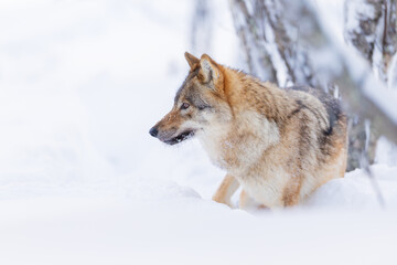 Wolf standing in snowy forest
