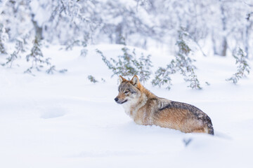 Fototapeta premium Wolf in snowy Scandinavian landscape