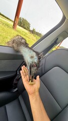 Emu enters the car, Fossil Rim Wildlife Center - Glen Rose, Texas, USA

