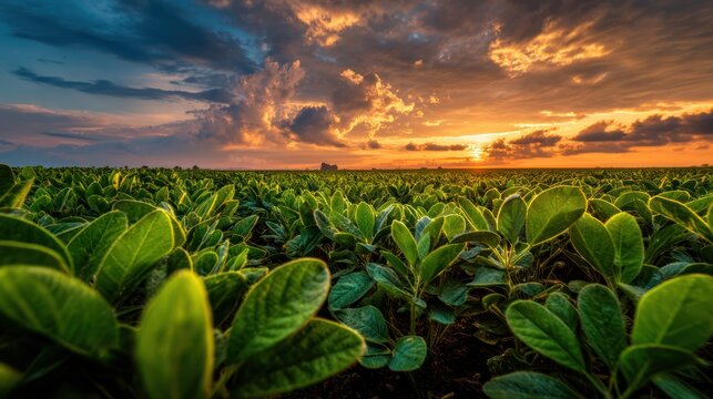 Lush green soybean field at sunset (1)