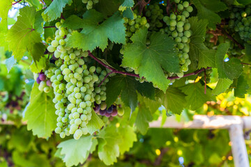 Green Wine Grapes on Vineyard Vine