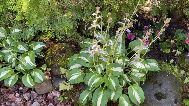 Hosta plants with green and white leaves in a garden setting with natural stones