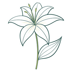  zephyranthes candida flower line art-on-white