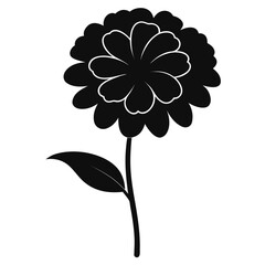  zinnia elegans silhouette on white