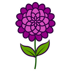line art zinnia purple vector on white