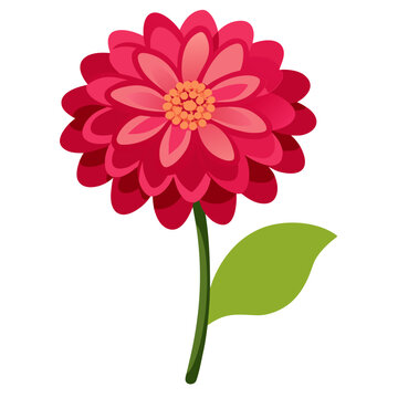  zinnia elegans vector on white