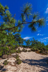 Fototapeta premium A vibrant, low-angle shot of a sandy dune path with green bushes and pine trees