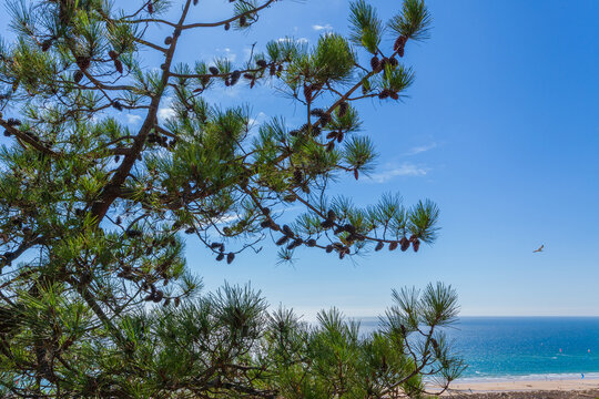 A wide-angle landscape view of a calm blue ocean and a sandy bea