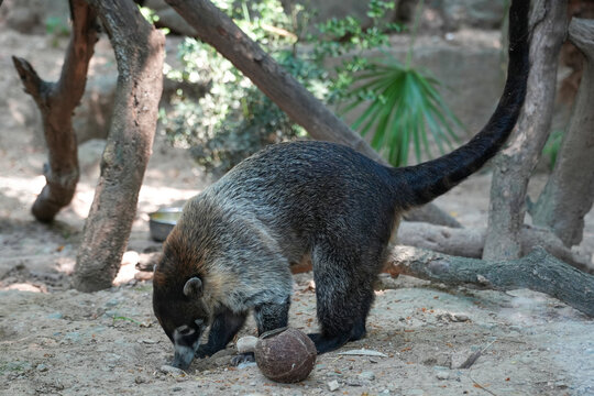 A cute white-nosed coati. The white-nosed coati (Nasua narica) is a charming member of the raccoon family, found in tropical and subtropical forests of the Americas.