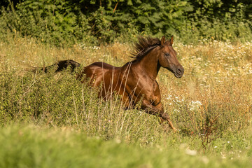 Fototapeta premium Quarab horse running free on summer meadow