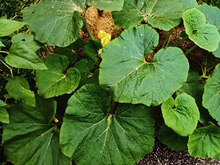 Blätter des Moschuskürbis - Lateinisch Cucurbita moschata Duchesne - Aus der Familie der...