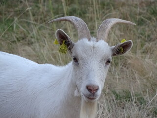 portrait of a goat