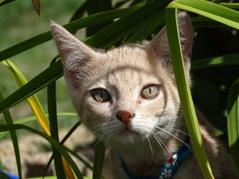 cat in the grass