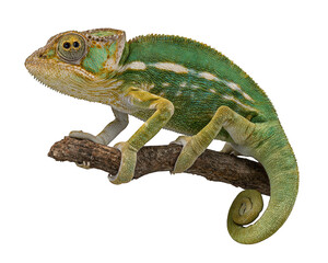 Obraz premium Green chameleon reptile with textured skin perched on brown branch, isolated on transparency background, displaying vibrant colors and unique curled tail, evoking curiosity and wonder
