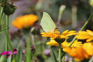 Obraz premium Common Brimstone - Gonepteryx rhamni, beautiful yellow butterfly from European gardens and meadows, Czech Republic. Common Brimstone pollinating Rose campion flower 
