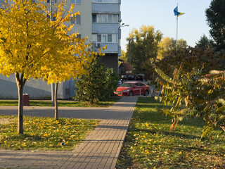Naklejka premium Foliage in the park. Autumn fall leaves of maple trees. Autumn fall leaves in sunlight. Natural autumn background. Autumnal background. Foliage, falling leaves background. Autumn leaf.