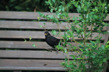 Common blackbird Turdus merula in the wild. Blackbird sitting on a wooden bench in garden and...